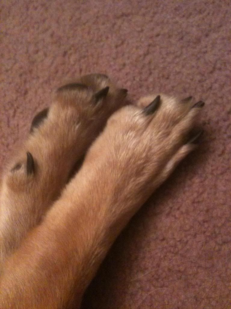 How often to trim nails? German Shepherd Dog Forums