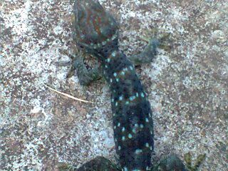 Hi_nh0250.jpg