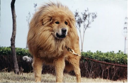 The Tibetan Mastiff.