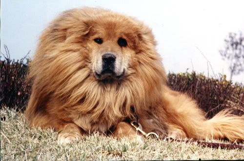 The Tibetan Mastiff.