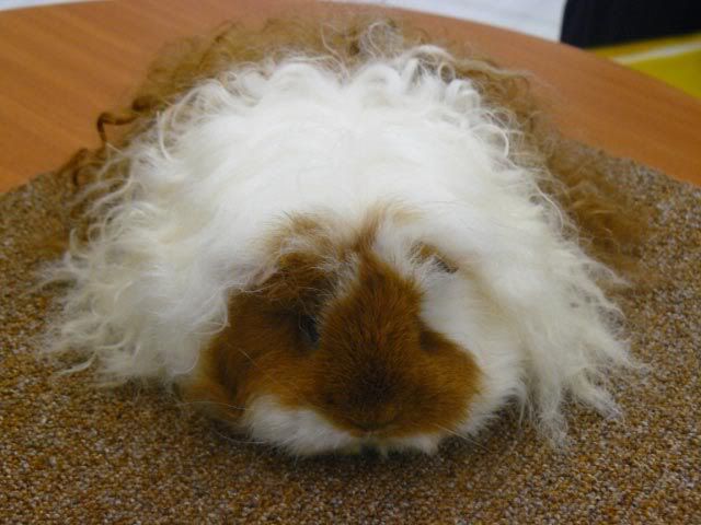 [img width=640 height=480]http://i226.photobucket.com/albums/dd148/xreneee/7cavia.jpg[/img]