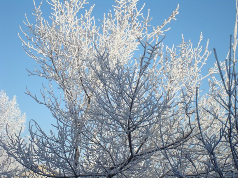 Frost_on_Trees-2.jpg