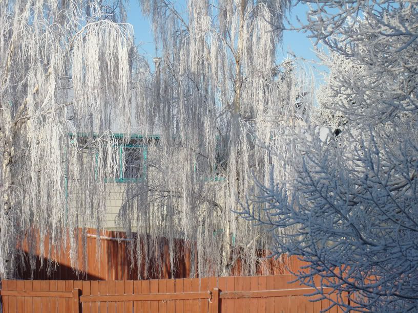 Frost_on_Trees-3.jpg