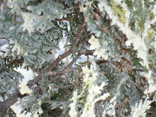 frost_on_twig-small.jpg