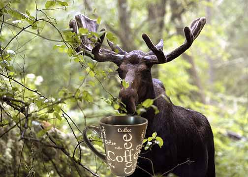 moose_coffee.jpg