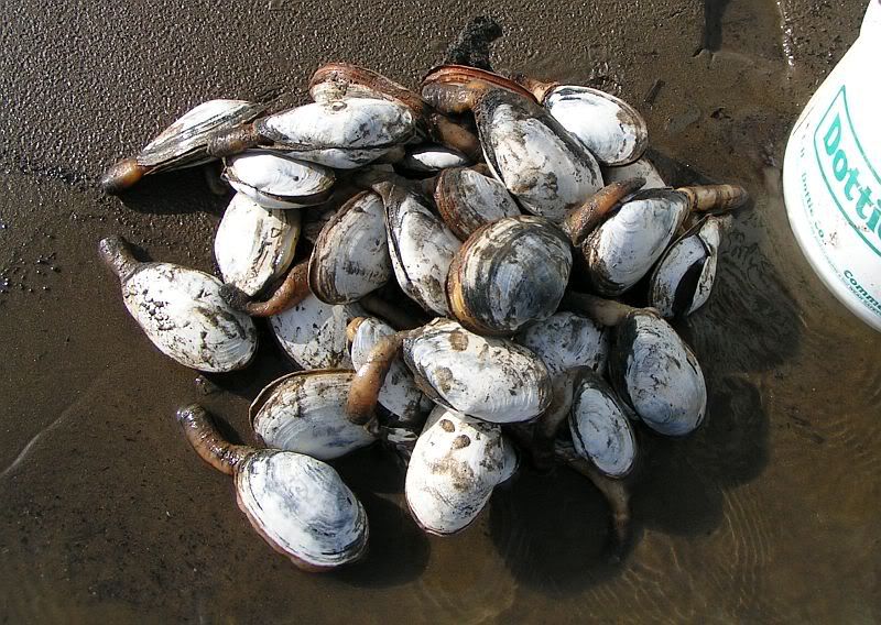 River clams...