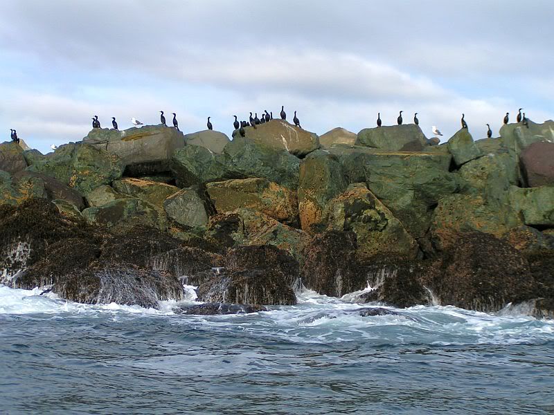 Newport jetty 51011 IFish Fishing Forum