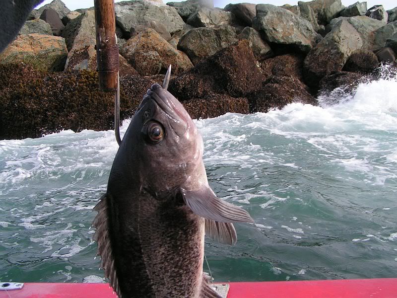 Newport jetty 51011 IFish Fishing Forum