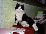 Photobucket