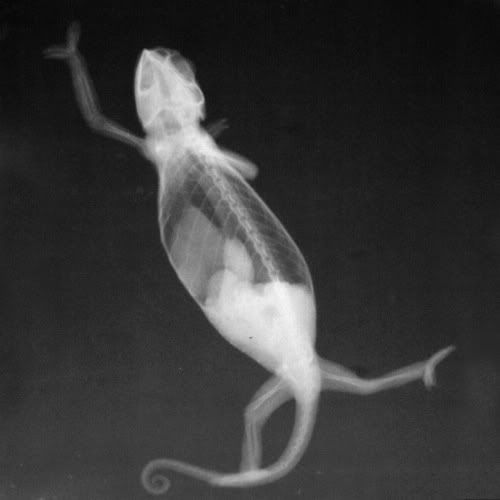 Рентгены животных и вещей (10 фото)