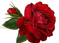 This Rose for You