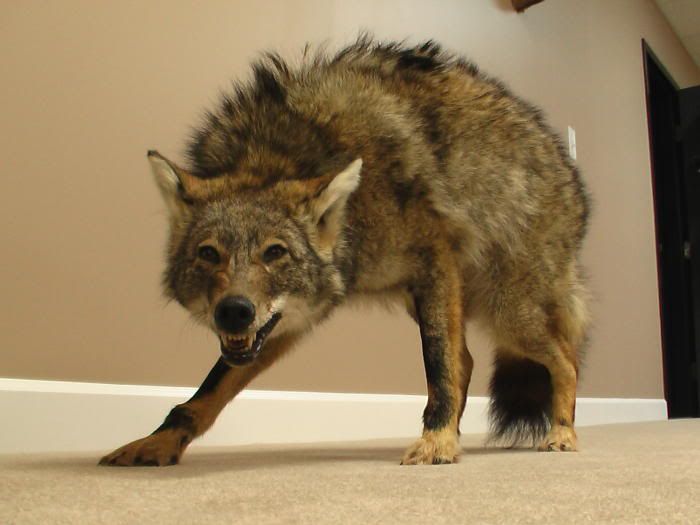 coyotemount.jpg