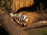 [Bild: th_amurtiger_sleeping.jpg]