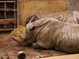 [Bild: th_breitmaulnashorn.jpg]