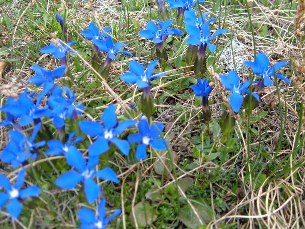 DSCF1290.jpg flowers on Bjelasnica image by TravellingTeacher