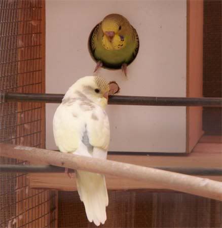 Babee1.jpg