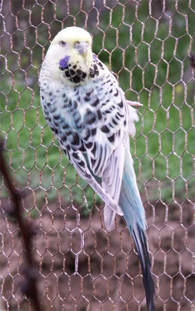 Pastel3220608.jpg