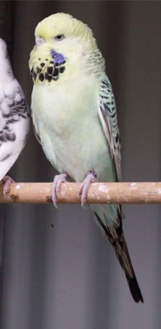 Pastel4220608.jpg