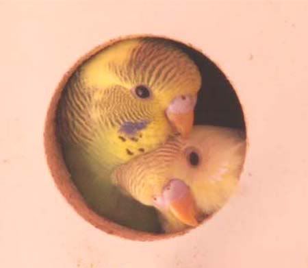 babies.jpg