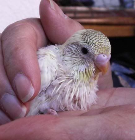 baby1b91107.jpg