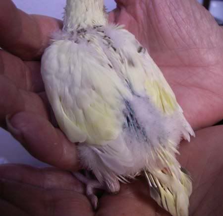 baby1c91107.jpg