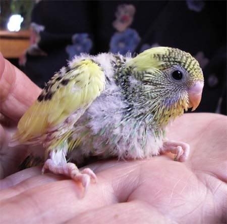 baby2a91107.jpg