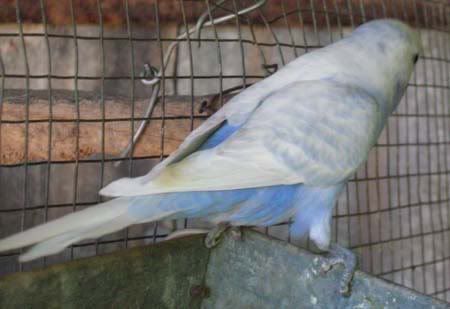 blueboy11.jpg