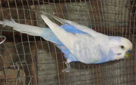 blueboy2.jpg