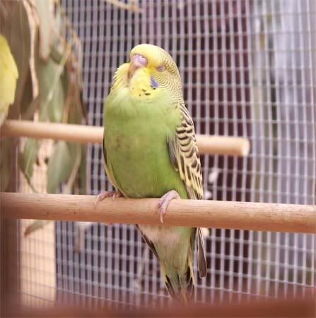 buzz2211107.jpg