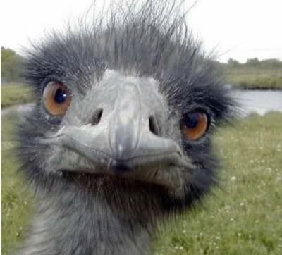 ostrich Pictures, Images and Photos