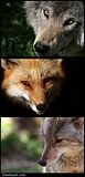Wolves-1.jpg image by Kyaecho