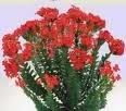 coccinea.jpg