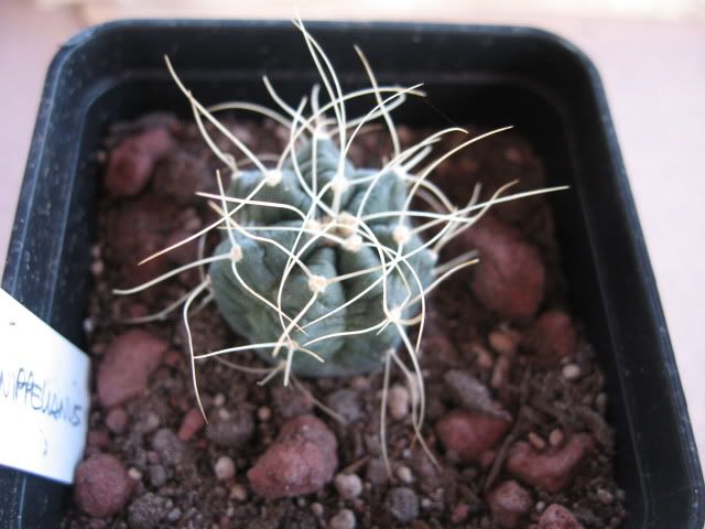 echinocereusknippelianus.jpg