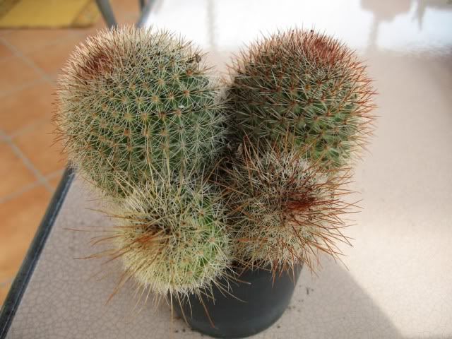 mamillariaspinosissima.jpg