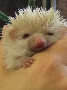 cute pygmy hedgehog