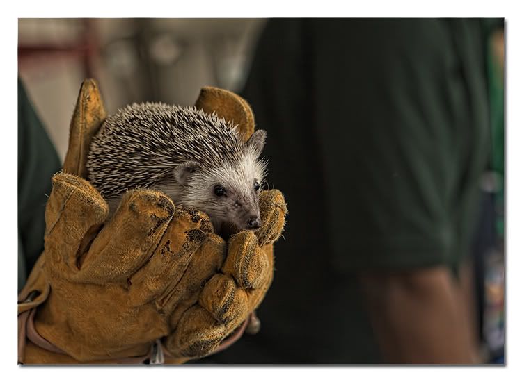 Hedgehog.jpg