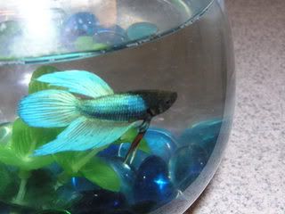 P1010233.jpg our betta image by sgamma_photos