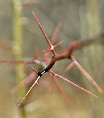 thorn1.jpg