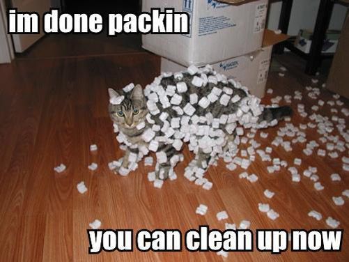  photo cat-packing_zps1cf73b22.jpg