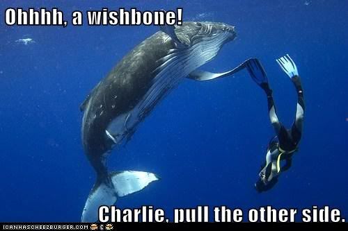  photo funny-pictures-ohhhh-a-wishbone-charlie-pull-the-other-side.jpg