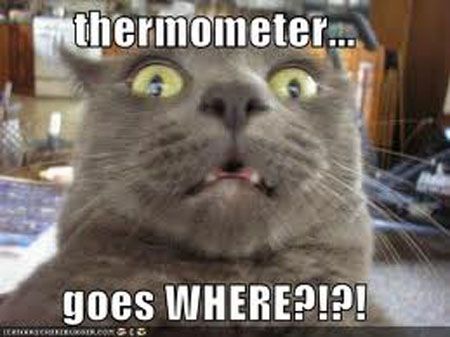  photo lolcat-thermometer_zpsd0ee0c11.jpg