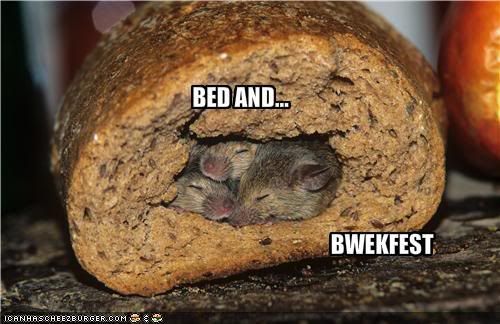  photo funny-pictures-mice-sleep-in-a-bed-_zps3c25917a.jpg