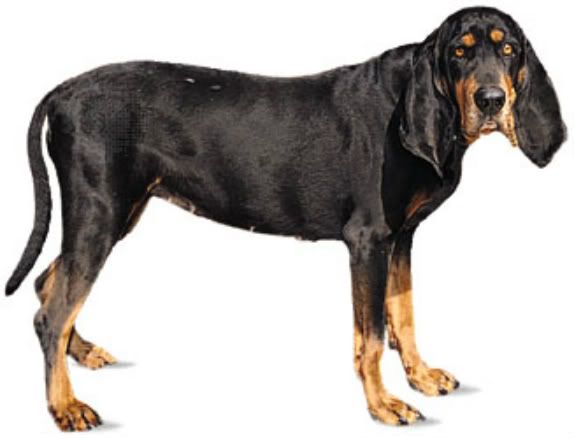 doberman coonhound