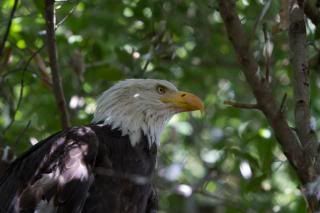 IMAGE: http://i226.photobucket.com/albums/dd268/pwobrien/Zoo/IMG_0937.jpg~original