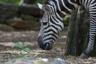 IMAGE: http://i226.photobucket.com/albums/dd268/pwobrien/Zoo/IMG_1034.jpg~original