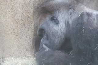 IMAGE: http://i226.photobucket.com/albums/dd268/pwobrien/Zoo/IMG_1144.jpg~original