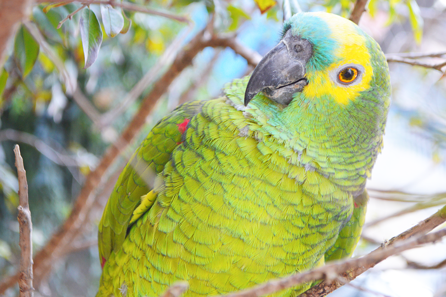 Papagaio