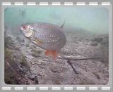 pike video: PIKE EATING TROUT Pike___trout.mp4