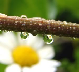 raindrops on flower photo: photography10 643545_raindrops_with_flower_reflec.jpg