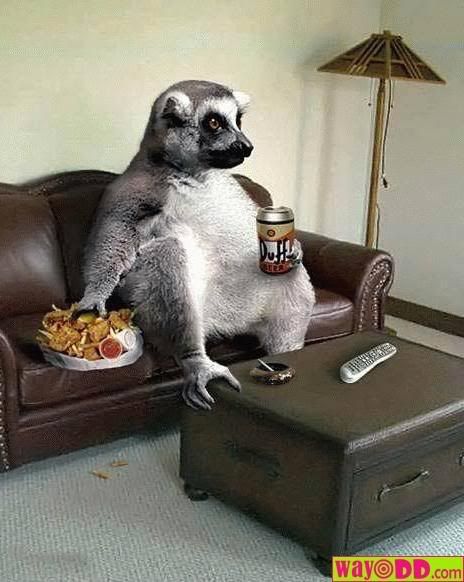 funny-pictures-lazy-lemur-5fb.jpg